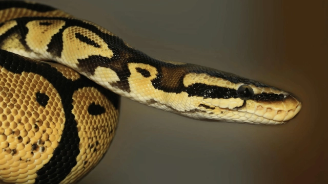 viral-snake-video-indian-python-brutally-grabs-deer-in-death-grip-on-dehradun-road-tourist-comes-to-rescue